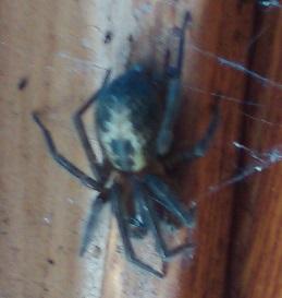 Amaurobius sp.